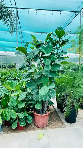 Beautiful Potted Fiddle Leaf Fig Plant