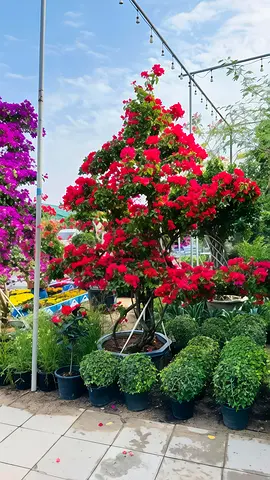 Vibrant Bougainvillea Plant - Perfect for Adding Color to Your Garden