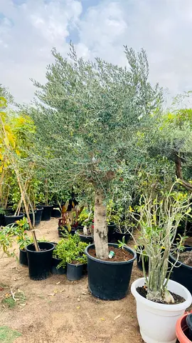 Beautiful Olive Tree for Your Garden