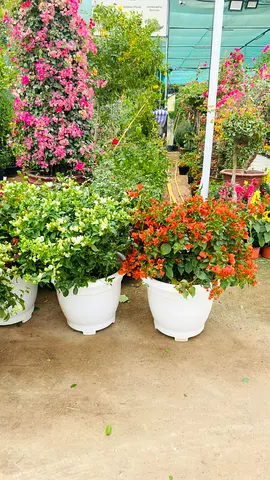 Vibrant Potted Bougainvillea Plants