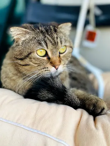 Scottish cat for adoption.