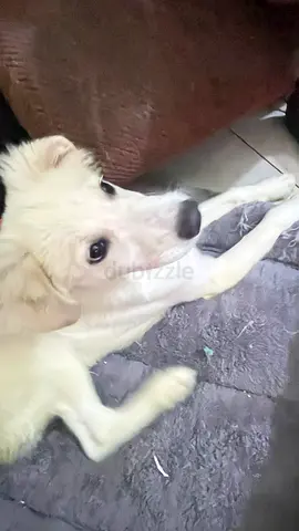 Adorable playful  Looking for a Loving Home please adopt him his name is jack vaccinated