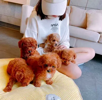 Adorable Poodle Puppies Looking for a Loving Home