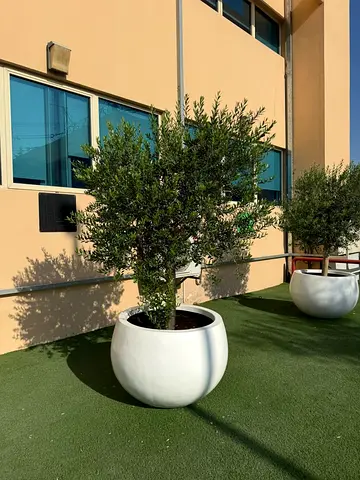 Beautiful Olive Tree in Elegant White Pot