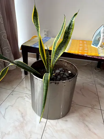 Elegant Snake Plant in Stylish Pot