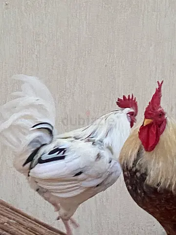 Roosters for adoption