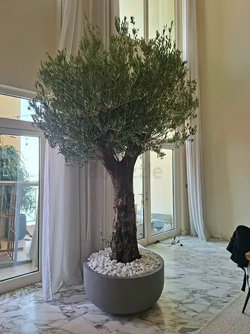 Elegant Indoor Olive Tree for Stylish Decor