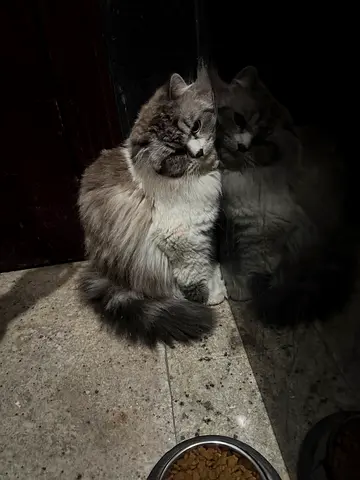 Lost persian male cat