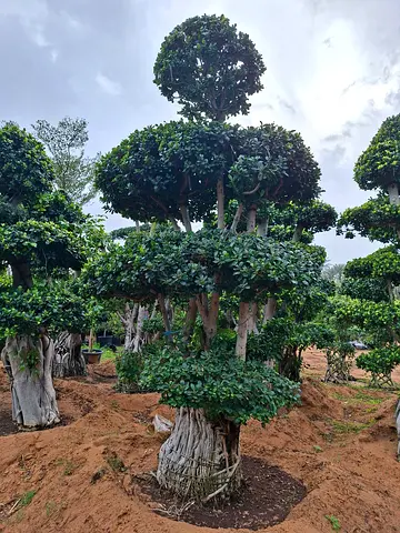Unique and Stylish bonsai outdoor Plant for Sale