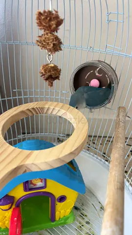 قفص حيوانات يكفي لأكثر من حيوان animal cage