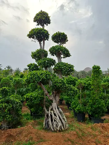 Beautiful Bonsai Tree for Sale