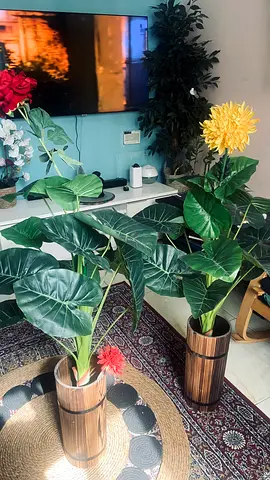 Beautiful Potted Indoor Plants for a Lively Home