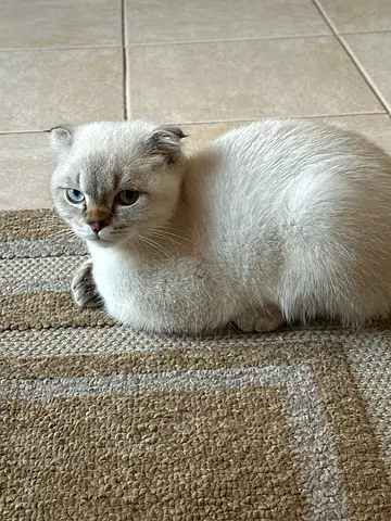 Scotch fold short hair for adoption