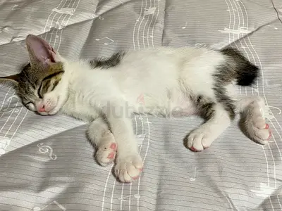 2 months old kitten for free adoption