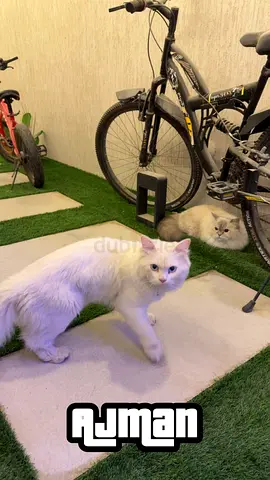 Friendly Cats Looking for a Loving Home