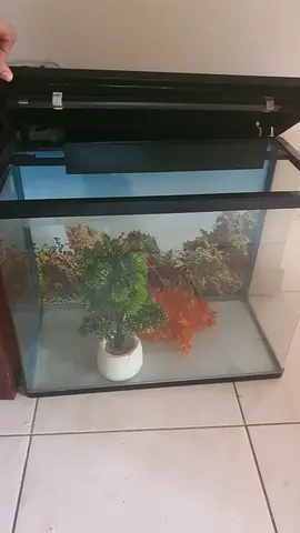 Fish Tank with Decorative Plants and Stones