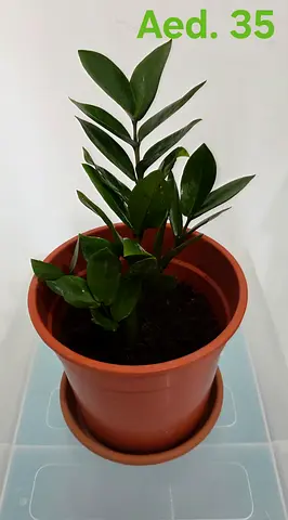 Indoor ZZ plant