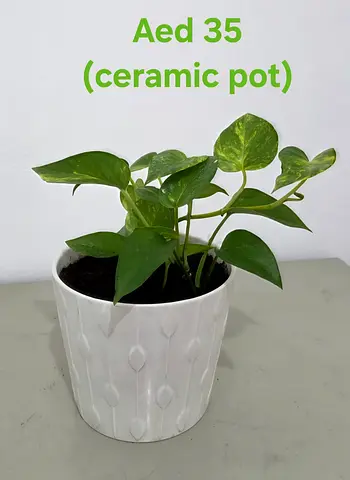 Money Plant with Ceramic Pot