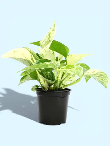Scindapsus Marble Queen – Indoor Trailing Plant (30 cm)
