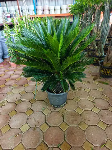 Beautiful Cycus Palm  for Your Garden