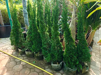 Natural Sarvoo Plants for Your Garden