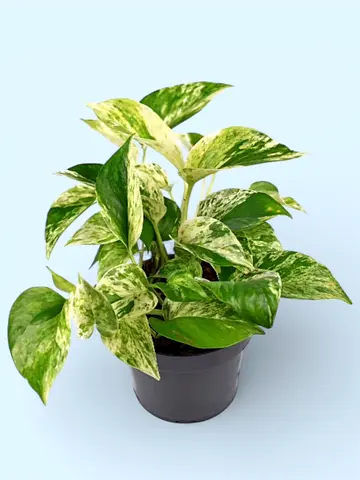 Epipremnum Aureum – Marble Queen Pothos Indoor Plant (20–30 cm)