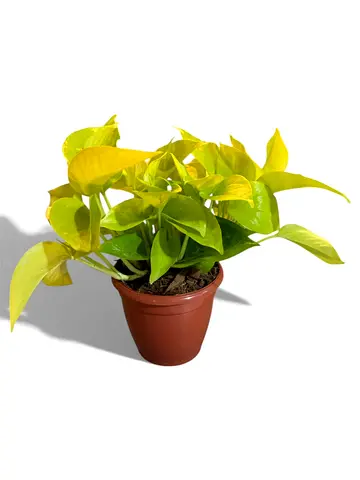 Epipremnum Aureum – Neon Pothos Indoor Plant (20–30 cm)