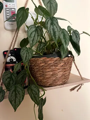 Beautiful Hanging Plant Pot with Green Vines