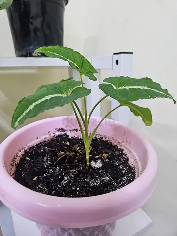 Potted Indoor Plant with Pink Ceramic Pot