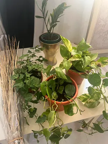 Beautiful Indoor Plant Collection - Perfect for Home Decor