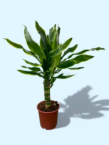 Dracaena Massangeana – Corn Plant Indoor Decorative Plant (40–60 cm)