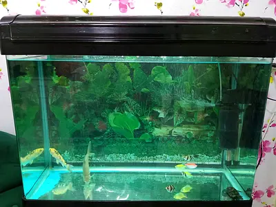 Fish tank