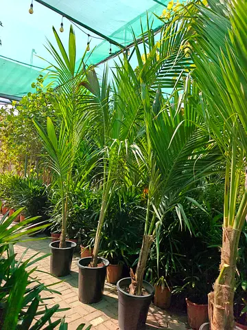 Beautiful Coconut Plants 3m HT
