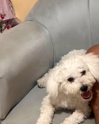 Looking for new owner of my dog free