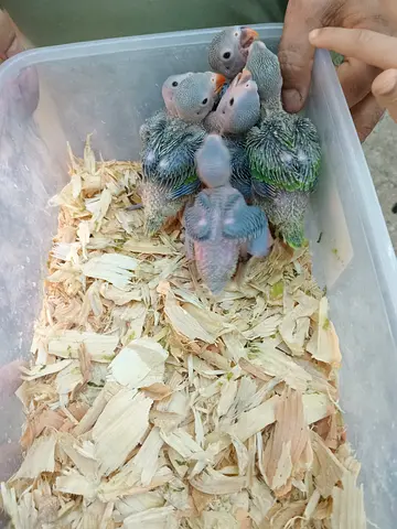 🦜 Indian Ringneck Chicks – Hand Raised Healthy
