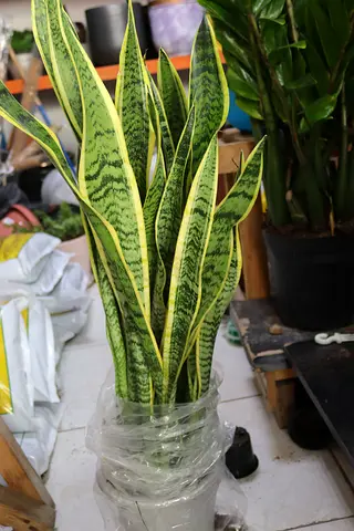 Snake plant, indoor plant available