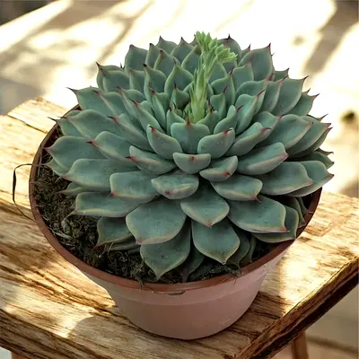 Echeveria Succulent – Rosette Indoor  Outdoor Plant (10–15 cm)