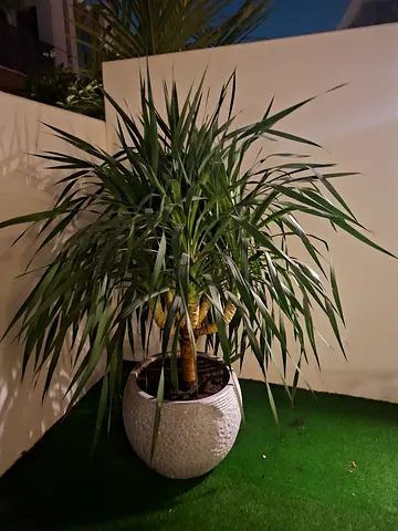Decorative Indoor Plant with Stylish Pot