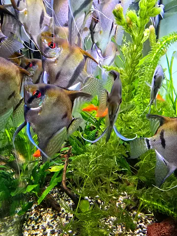 Beautiful Tropical Fish for Adoption