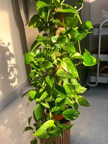 Beautiful Pothos Plant