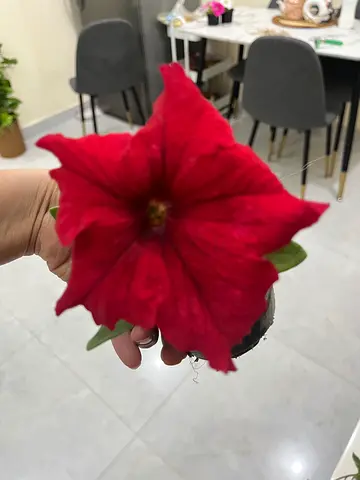 Vibrant Red Flower Plant in Pot