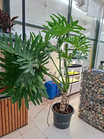 Beautiful Indoor Tree Philodendron for Your Home