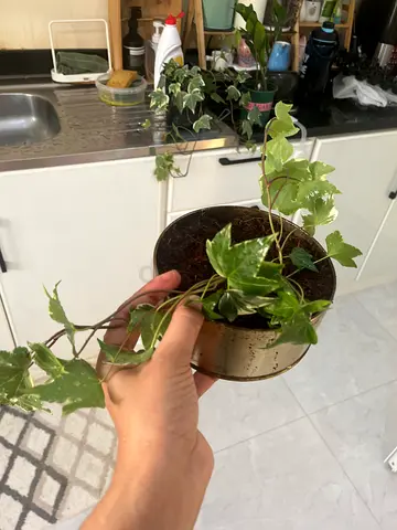 Beautiful Ivy Plant in Decorative Pot