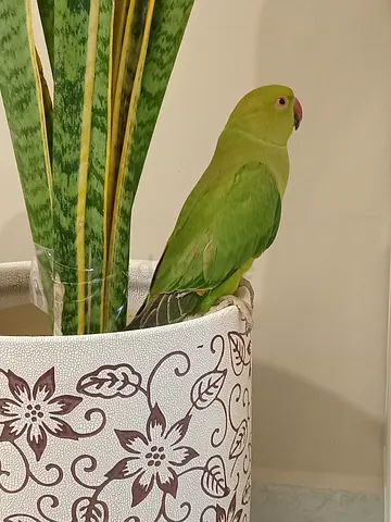 🦜 Indian Ringneck Parrot