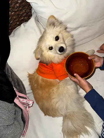 عمان الياسمين