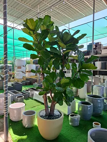 Indoor Fiddle Leaf Fig Tree in Decorative Pot