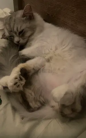 Himalayan snowshoe female cat