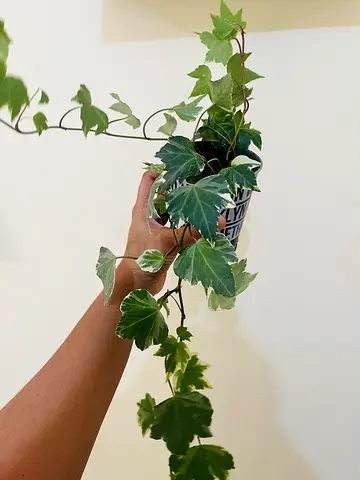 Beautiful Indoor Ivy Plant
