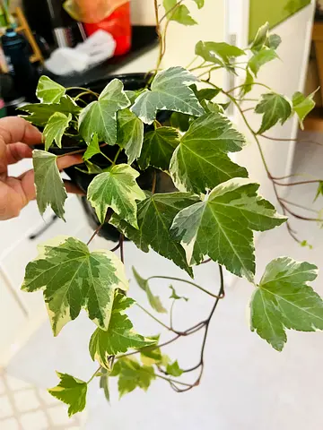 Beautiful Indoor Ivy Plant for Your Home