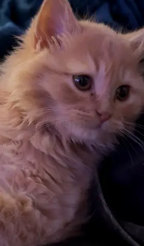 Adopt this little furball